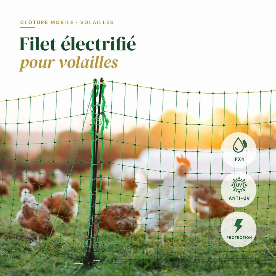 Clôture électrique pour poules : protéger son parcours du renard