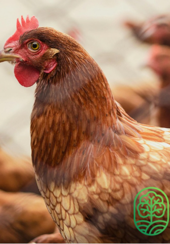 Débuter l'élevage de poulets en Afrique : Formation complète