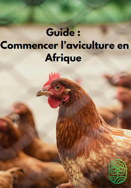 Guide : Commencer l'aviculture en Afrique