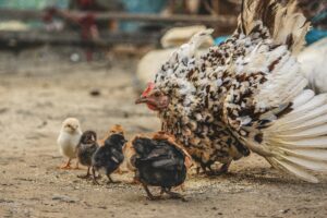 poule-pondeuse