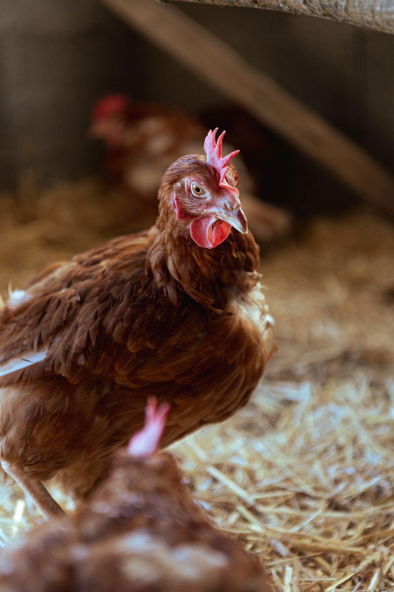Abreuvoir poule
