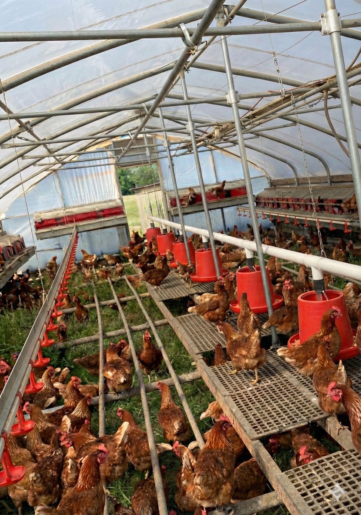 Poulailler Mobile Poule Pondeuse Bio - PMB