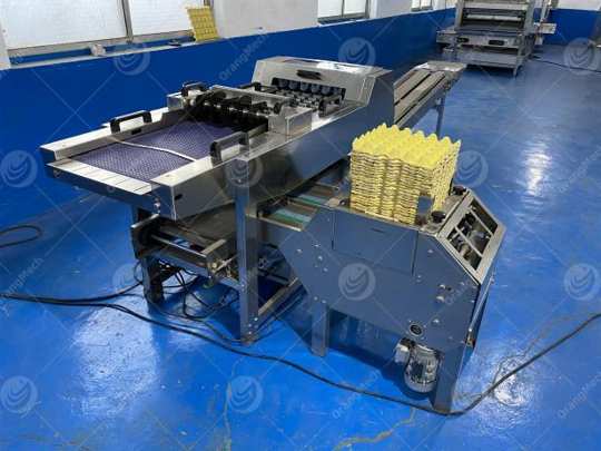 Emballeuse automatique d'œufs EggPack avec plateaux alvéolés et convoyeur de sortie