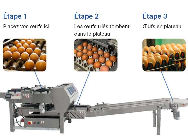 Fonctionnement de l'EggPack en 3 étapes : alimentation, dépose dans le plateau, œufs en plateau