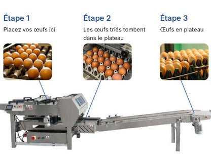 Fonctionnement de l'EggPack en 3 étapes : alimentation, dépose dans le plateau, œufs en plateau