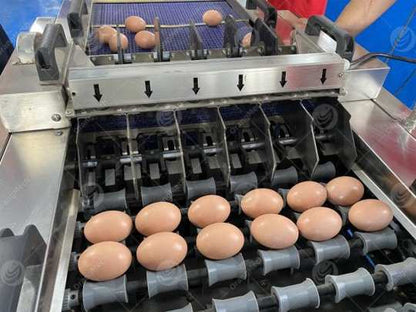 Orientation automatique des œufs pointe en bas sur l'EggPack
