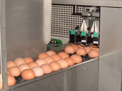 Centre de conditionnement 10 000 œufs / heure  - PLE10K