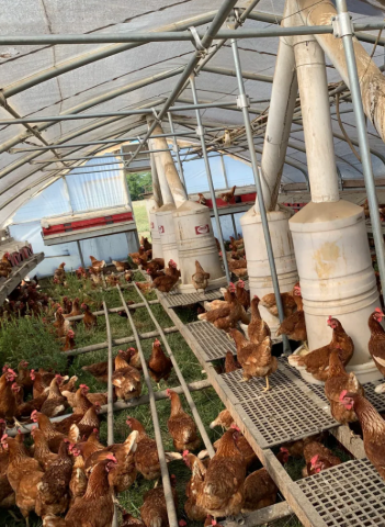 Poulailler Mobile Poule Pondeuse Bio - PMB