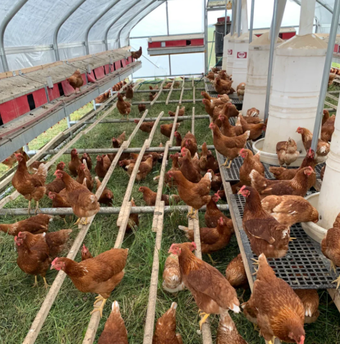 Poulailler Mobile Poule Pondeuse Bio - PMB