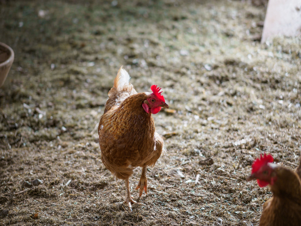 Aliment pour poules pondeuses